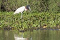 Jabiru stork foraging at river