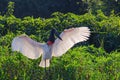 Jabiru Stork, Jabiru Mycteria, Cuiaba River, Porto Jofre, Pantanal Matogrossense, Mato Grosso do Sul, Brazil Royalty Free Stock Photo