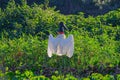 Jabiru Stork, Jabiru Mycteria, Cuiaba River, Porto Jofre, Pantanal Matogrossense, Mato Grosso do Sul, Brazil Royalty Free Stock Photo