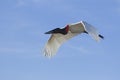 Jabiru stork flying in blue sky