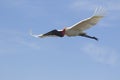 Jabiru stork flying in blue sky