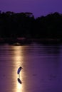 Jabiru Stork, Jabiru Mycteria, standing in the light of the Blood Moon, Cuiaba River, Porto Jofre, Pantanal, Brazil Royalty Free Stock Photo