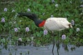 JABIRU STORK jabiru mycteria, ADULT DRINKING, PANTANAL IN BRAZIL