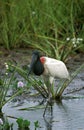 Jabiru Stork, jabiru mycteria, Adult standing in Water, Pantanal in Brazil