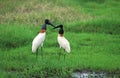 JABIRU STORK jabiru mycteria, ADULTS, PANTANAL IN BRAZIL Royalty Free Stock Photo