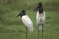 Jabiru Stork, jabiru mycteria, Adults standing on Grass, Pantanal in Brazil Royalty Free Stock Photo