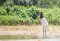 Jabiru Stork wading on the shoreline of a river in the Pantanal