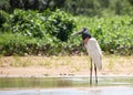 Jabiru Stork standing on the waters edge with head tilted