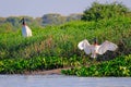 Jabiru Storks, Jabiru Mycteria, Cuiaba River, Porto Jofre, Pantanal Matogrossense, Mato Grosso do Sul, Brazil