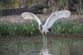 Jabiru taking off,Pantanal, Royalty Free Stock Photo