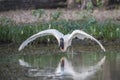Jabiru taking off,Pantanal, Royalty Free Stock Photo