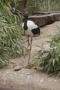 the jabiru is a tall bird