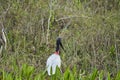 The Jabiru is a tall wading bird found in the Americas from Mexico to Argentina and the largest stork species