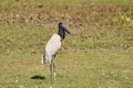 The Jabiru is a tall wading bird found in the Americas from Mexico to Argentina and the largest stork species