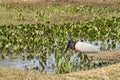 The Jabiru is a tall wading bird found in the Americas from Mexico to Argentina and the largest stork species