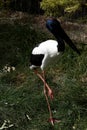 the Jabiru is walking through long grass