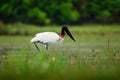 Jabiru in water lake, green vegetation. Travel Brazil. Jabiru stork, black and white bird in green water with flowers, Pantanal, B