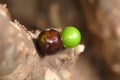 jaboticaba fruit macro photography nature plant with fruit growing typical plant from the Brazilian center west