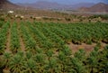 Jabrin Date Palms, Oman Royalty Free Stock Photo