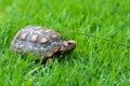 Jabuti / Turtle green and orange, quiet on the grass camouflaging with the landscape, with a fly on the head Royalty Free Stock Photo