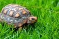 Jabuti / Turtle green and orange, quiet on the grass camouflaging with the landscape, Royalty Free Stock Photo