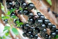 Jabuticaba