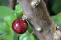 Jabuticaba, a Brazilian fruit