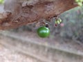 Jabuticaba, Close-up of a jabuticada still green on the tree.