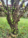 Jabuticaba fruit. The exotic fruit of the jabuticaba growing on the trunk of the tree. Jabuticaba is the native Brazilian grape.
