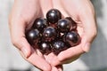 Jabuticaba fruit