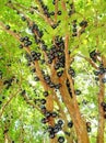 Jabuticaba fruit