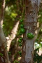 Jabuticaba fruit on tree