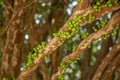 Jabuticaba fruit tropical tree Royalty Free Stock Photo
