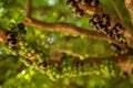Jabuticaba fruit tropical tree Royalty Free Stock Photo