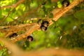 Jabuticaba fruit tropical tree Royalty Free Stock Photo