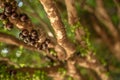 Jabuticaba fruit tropical tree Royalty Free Stock Photo