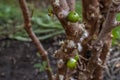 Jabuticaba fruits grow on the trunks of a jabuticaba tree in an orchard Royalty Free Stock Photo