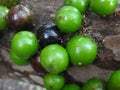 Jabuticaba, the green and spherical immature fruit that grows directly on the trunk.