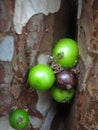 Jabuticaba, the green and spherical immature fruit that grows directly on the trunk.