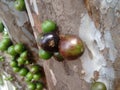 Jabuticaba, the green and spherical immature fruit that grows directly on the trunk.