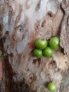 Jabuticaba, the green and spherical immature fruit that grows directly on the trunk.