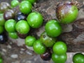 Jabuticaba, the green and spherical immature fruit that grows directly on the trunk.