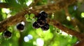 Jabuticaba Royalty Free Stock Photo