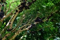 Jabuticaba or Jaboticaba tree full of purplish-black fruits.