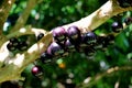 Jabuticaba or Jaboticaba tree full of purplish-black fruits.