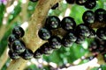 Jabuticaba or Jaboticaba tree full of purplish-black fruits.