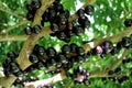 Jabuticaba or Jaboticaba tree full of purplish-black fruits.