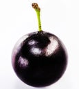 The jabuticaba or jabuticaba is a purplish black-white fruit, typical fruit of Brazil, on isolated white background Royalty Free Stock Photo