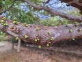 Jabuticaba, starting to sprout in the jabuticaba tree