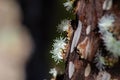 Jabuticaba tree in bloom, with natural light and selective focus